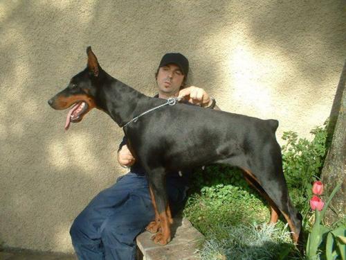 Citta Del Diamante Nero | Black Doberman Pinscher