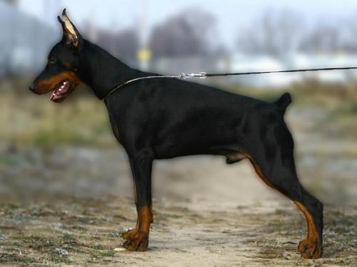 Pride of Russia Hermes | Black Doberman Pinscher