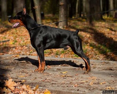 Pride of Russia Helios | Black Doberman Pinscher