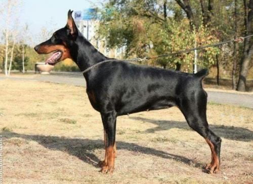 Pride of Russia Hava Nagila | Black Doberman Pinscher