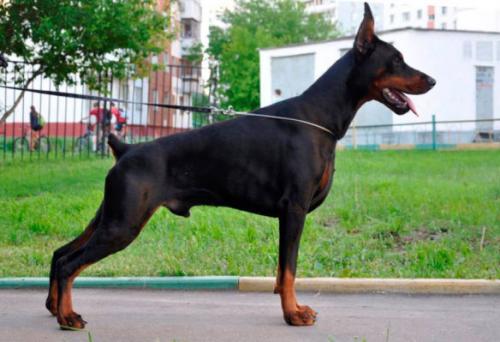 Pride of Russia Konan | Black Doberman Pinscher