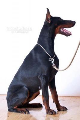 Celeste Salute di Fero | Black Doberman Pinscher