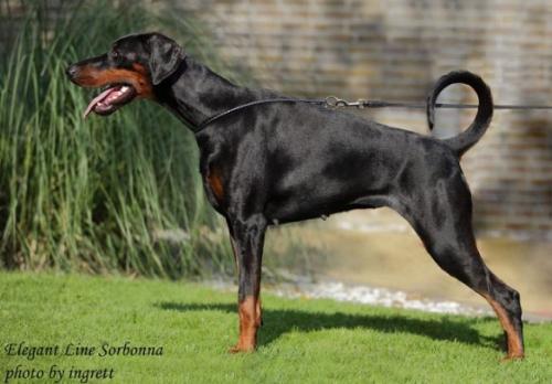 Elegant Line Sorbonna | Black Doberman Pinscher