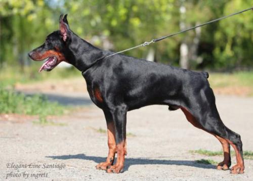 Elegant Line Santiago | Black Doberman Pinscher