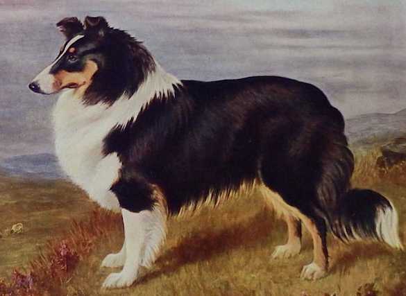 Woodmansterne Derek | Rough Collie 