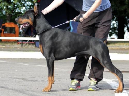 Elegant Line Voland | Black Doberman Pinscher