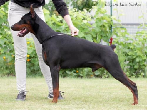 Elegant Line Yankee | Black Doberman Pinscher