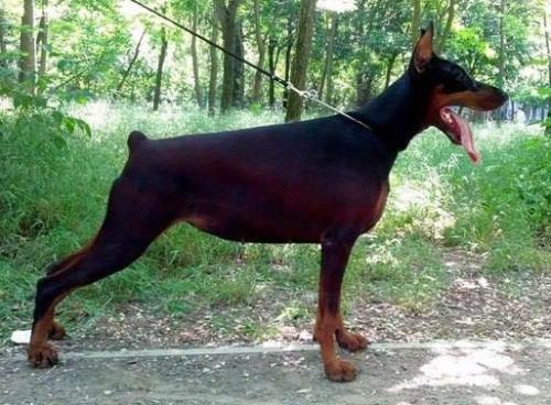 Elegant Line Yasmina | Black Doberman Pinscher