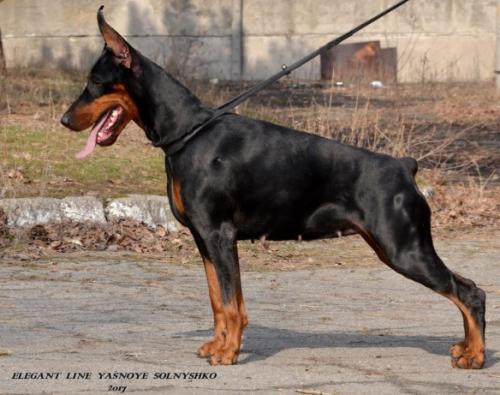 Elegant Line Yasnoye Solnyshko | Black Doberman Pinscher