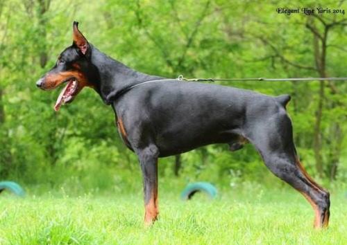 Elegant Line Yaris | Black Doberman Pinscher