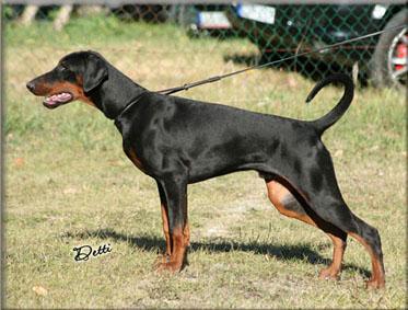 Biloxi v. Sentinel | Black Doberman Pinscher