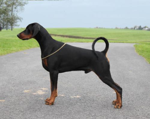 Amazon Russian Ice | Black Doberman Pinscher