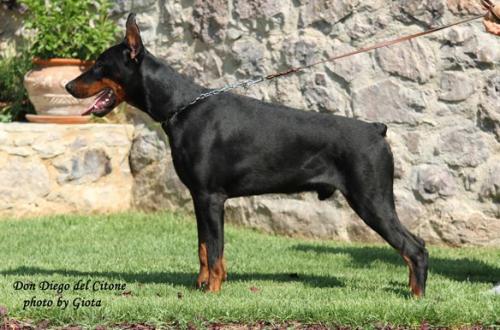 Don Diego del Citone | Black Doberman Pinscher