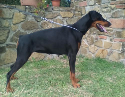 Ca'Stellamaris Ginger | Black Doberman Pinscher