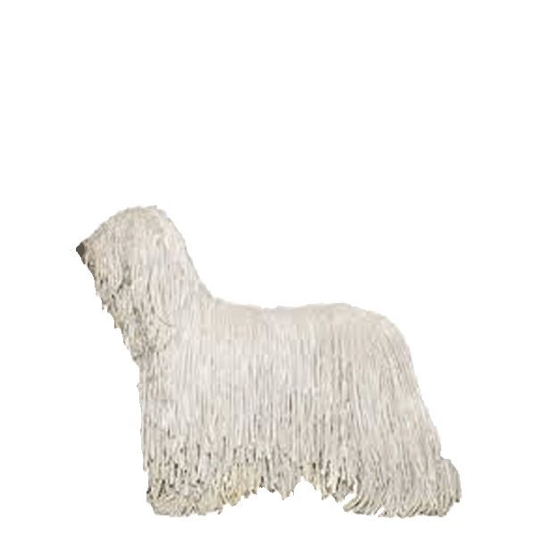 Komondor