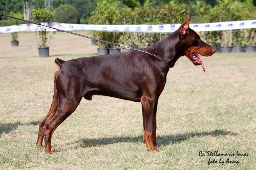 Ca'Stellamaris Incas | Brown Doberman Pinscher