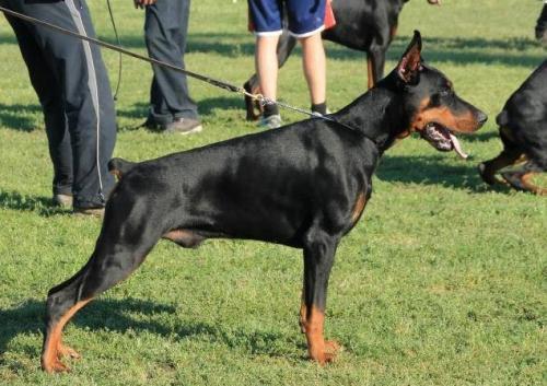 Ca'Stellamaris Leon | Black Doberman Pinscher