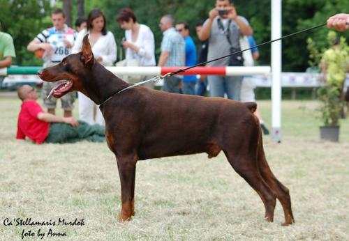 Ca'Stellamaris Murdok | Brown Doberman Pinscher