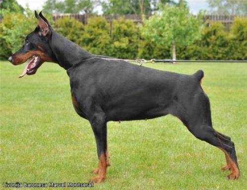 Livonija Baronesa Marvel Montserrat | Black Doberman Pinscher