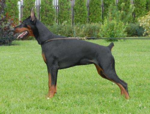 Livonija Baronesa Ora Bella | Black Doberman Pinscher