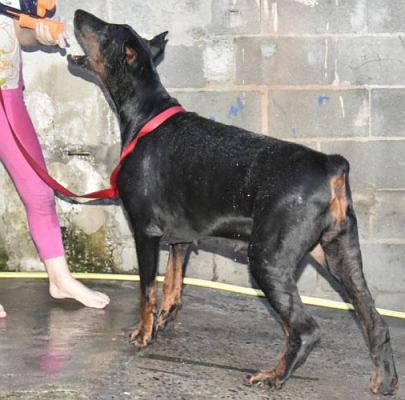 Livonija Baronesa Sophia Sinclair | Black Doberman Pinscher