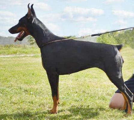 Livonija Baronesa Salomea Sunny Day | Black Doberman Pinscher