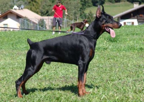 Livonija Baron Pablo Picasso | Black Doberman Pinscher