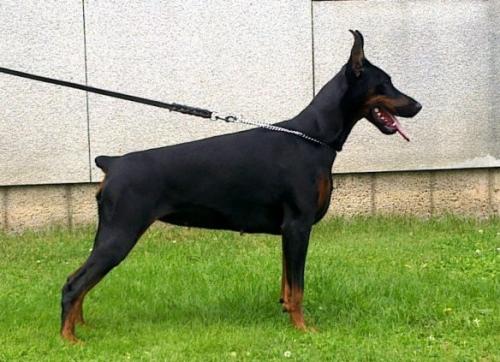 Livonija Baronesa Pia Pandora | Black Doberman Pinscher