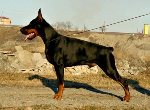 Dobermundes Valua Duc d'Orleans | Black Doberman Pinscher