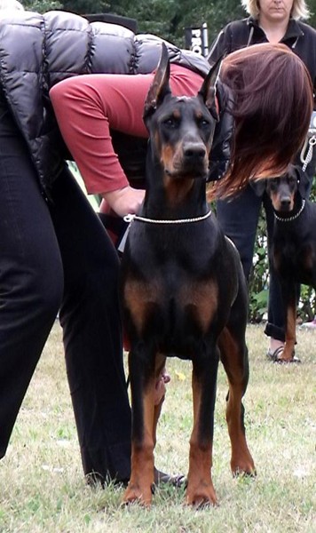 Ines Ginga House | Black Doberman Pinscher