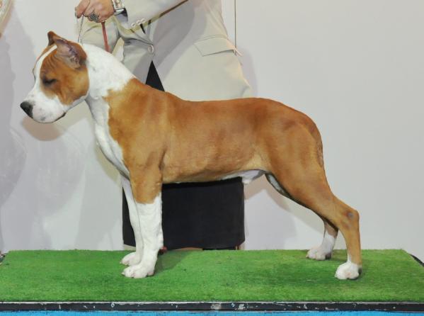 Champion´s Line &amp; Staffordreams Flyer | American Staffordshire Terrier 