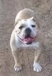 Joyful Acres Misdemeanor | Olde English Bulldogge 