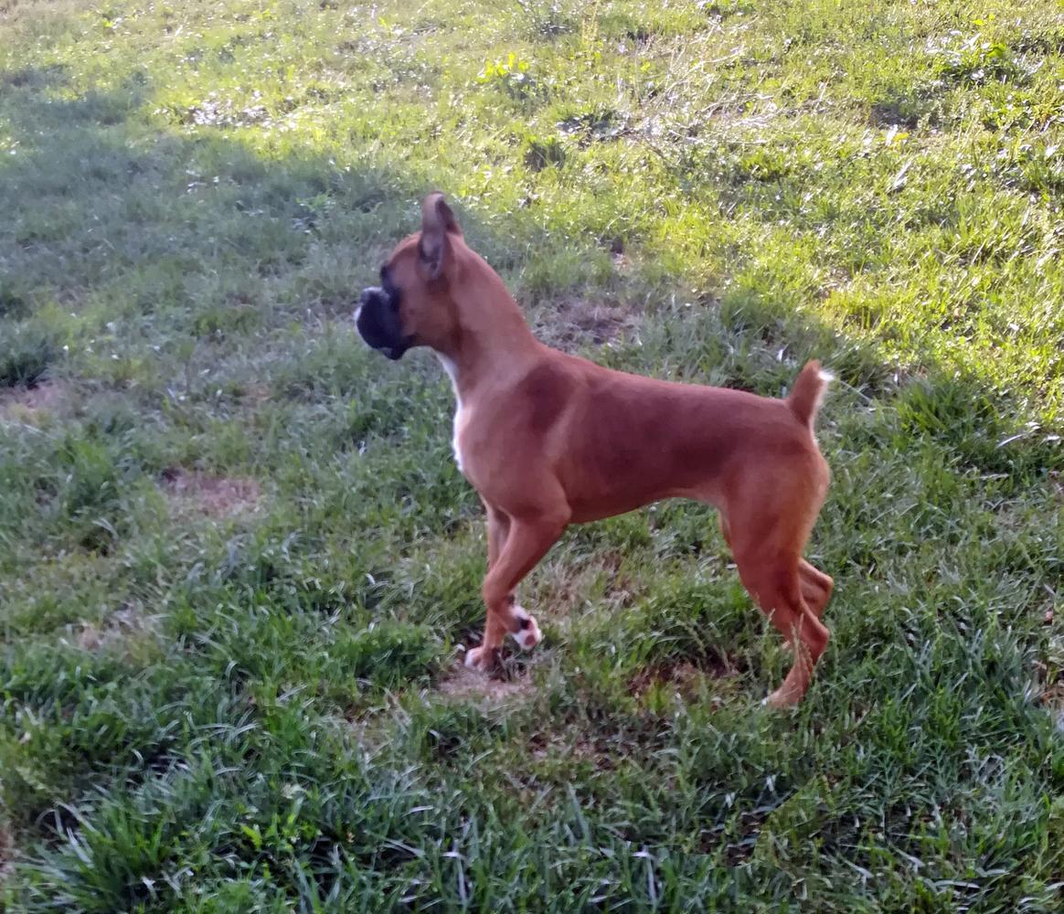 Elena Ella Steptown | Boxer 