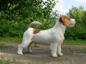 Knottelitens Visit Norway | Jack Russell Terrier 