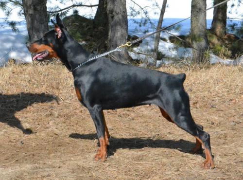 Ingrid Ginga House | Black Doberman Pinscher