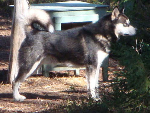 Nordiclight's Nomad | Alaskan Malamute 
