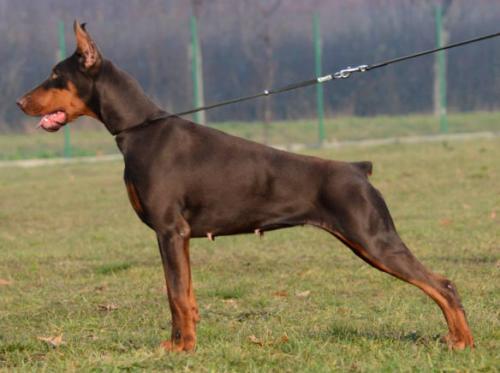 Ivon Iva Ginga House | Brown Doberman Pinscher