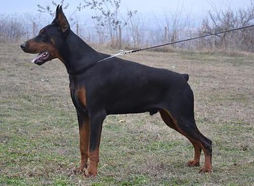 Izzy Ginga House | Black Doberman Pinscher