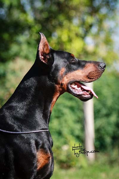 Zac Ginga House | Black Doberman Pinscher