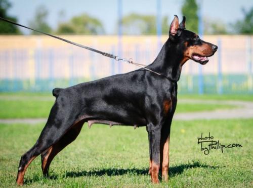 Zara Ginga House | Black Doberman Pinscher