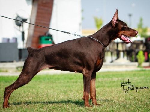 Zoe Copper Ginga House | Brown Doberman Pinscher