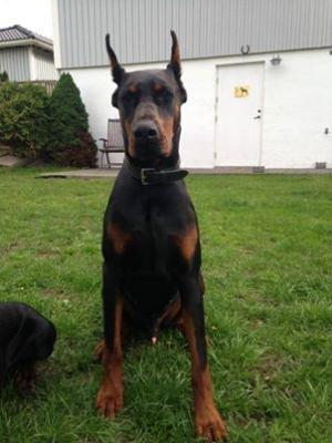 Zorro Ginga House | Black Doberman Pinscher