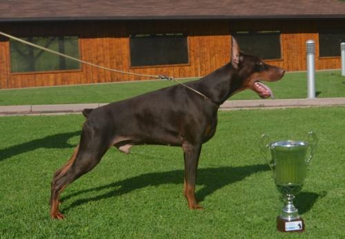 Efes Eto Ginga House | Brown Doberman Pinscher