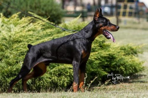 Eros Edi Ginga House | Black Doberman Pinscher