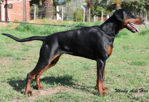 Wiuda Asli Han | Black Doberman Pinscher