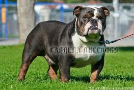 carrera's Blue Demon | Olde English Bulldogge 