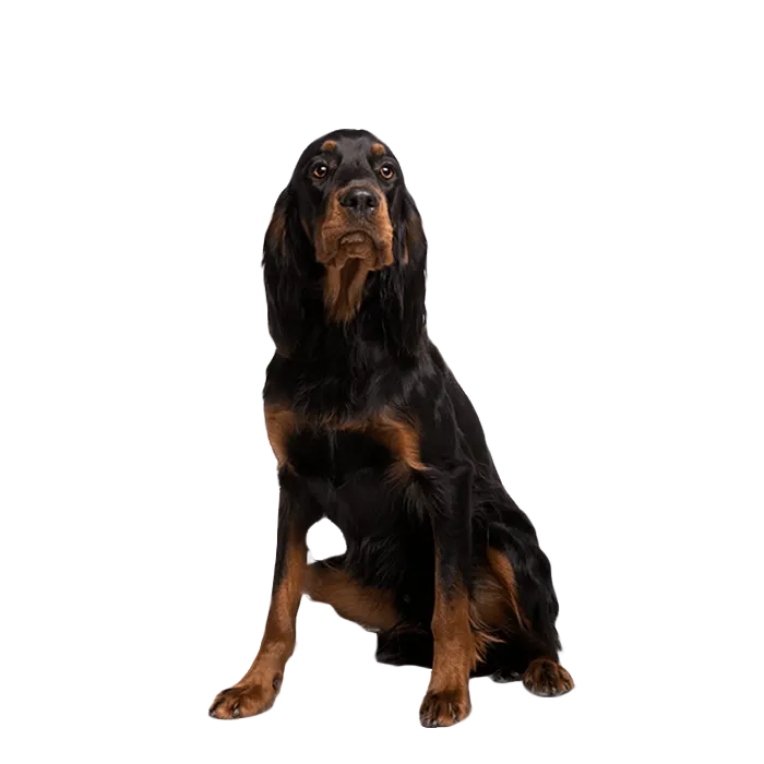 Gordon Setter