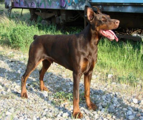 Wedor Asli Han | Brown Doberman Pinscher