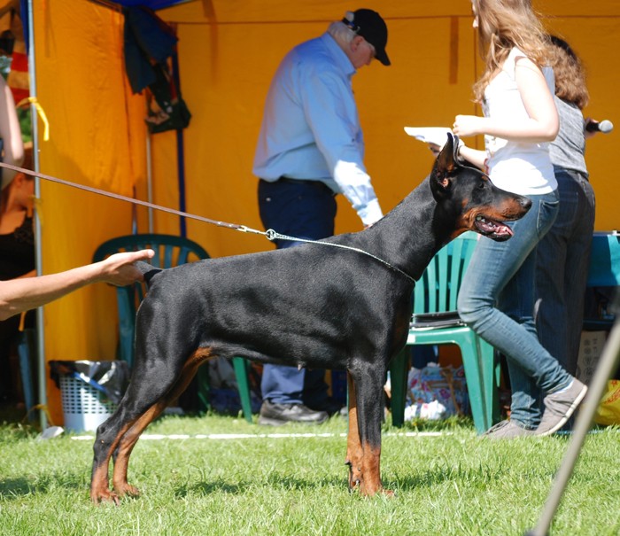 Eni Tirana | Black Doberman Pinscher