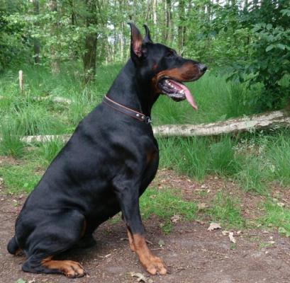 Garet Tirana | Black Doberman Pinscher